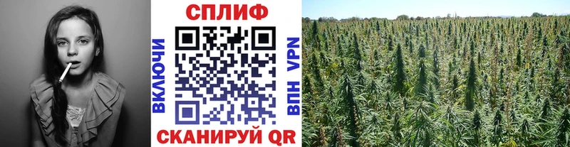 Бошки марихуана OG Kush  Кола 